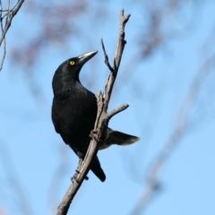 Strepera graculina (Pied Currawong) at Majura, ACT - 10 Aug 2021 by jbromilow50