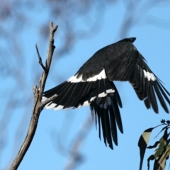 Strepera graculina at Majura, ACT - suppressed