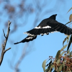 Strepera graculina at Majura, ACT - suppressed