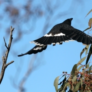 Strepera graculina at Majura, ACT - suppressed