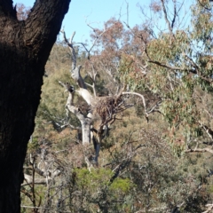 Strepera graculina at Majura, ACT - suppressed