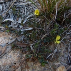 Gompholobium inconspicuum (Creeping Wedge-pea) at Boro, NSW - 20 Aug 2021 by Paul4K