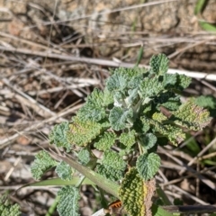Marrubium vulgare (Horehound) at Table Top, NSW - 22 Aug 2021 by Darcy