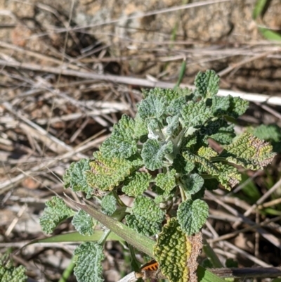 Marrubium vulgare (Horehound) at Table Top, NSW - 22 Aug 2021 by Darcy