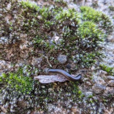 Ommatoiulus moreleti (Portuguese Millipede) at Table Top, NSW - 22 Aug 2021 by Darcy