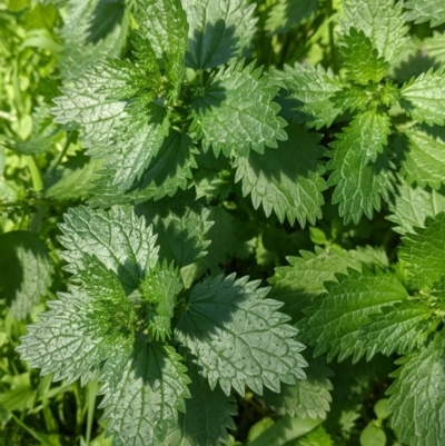 Urtica urens (Small Nettle) at Table Top, NSW - 22 Aug 2021 by Darcy