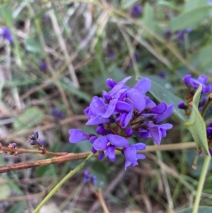 Hardenbergia violacea at Deakin, ACT - 22 Aug 2021 10:36 AM