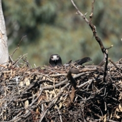 Aquila audax (Wedge-tailed Eagle) at Majura, ACT - 10 Aug 2021 by jb2602