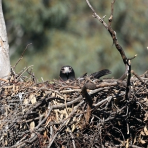 Aquila audax at Majura, ACT - 10 Aug 2021 03:58 PM