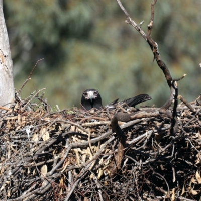 Aquila audax (Wedge-tailed Eagle) at Majura, ACT - 10 Aug 2021 by jb2602