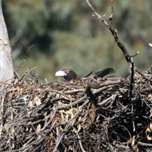 Aquila audax at Majura, ACT - 10 Aug 2021 03:58 PM