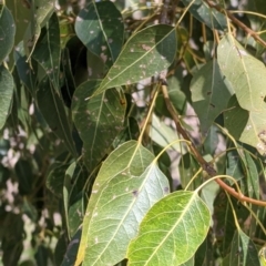 Brachychiton populneus (Kurrajong) at Table Top, NSW - 22 Aug 2021 by Darcy