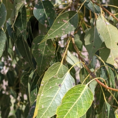 Brachychiton populneus (Kurrajong) at Table Top, NSW - 22 Aug 2021 by Darcy