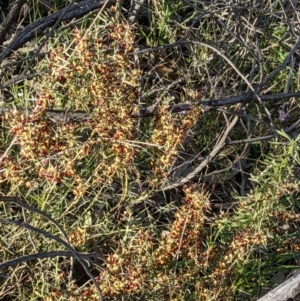 Daviesia genistifolia at Watson, ACT - 22 Aug 2021 03:57 PM