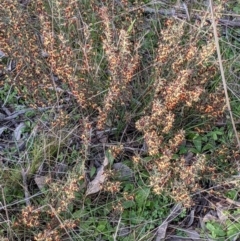 Daviesia genistifolia at Watson, ACT - 22 Aug 2021