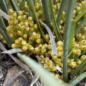 Lomandra sp. at Hughes, ACT - 23 Aug 2021