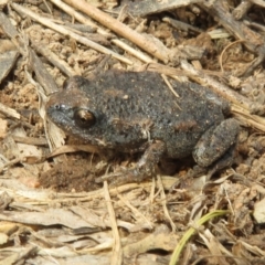 Uperoleia laevigata (Smooth Toadlet) at Molonglo River Reserve - 21 Aug 2021 by Christine