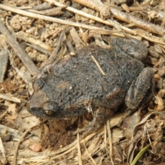 Uperoleia laevigata at Hawker, ACT - 21 Aug 2021