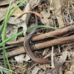 Lampropholis delicata (Delicate Skink) at Molonglo River Reserve - 21 Aug 2021 by Christine