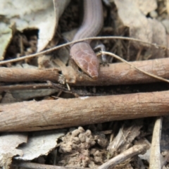 Lampropholis delicata at Hawker, ACT - 21 Aug 2021