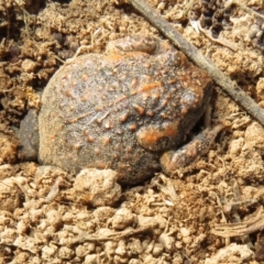 Uperoleia laevigata (Smooth Toadlet) at Molonglo River Reserve - 21 Aug 2021 by Christine