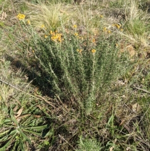 Chrysocephalum semipapposum at Majura, ACT - 22 Aug 2021