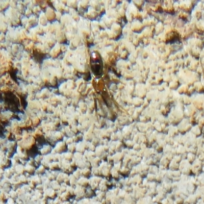 Unverified Spider at Whitlam, ACT - 21 Aug 2021 by Christine