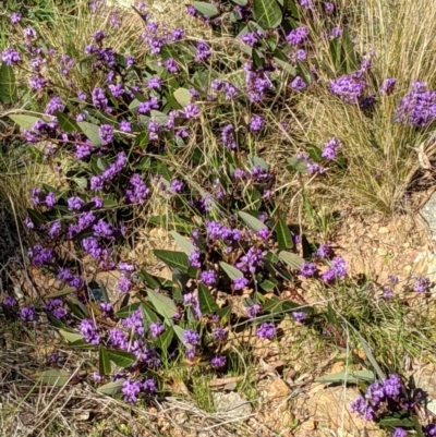 Hardenbergia violacea (False Sarsaparilla) at Majura, ACT - 22 Aug 2021 by abread111