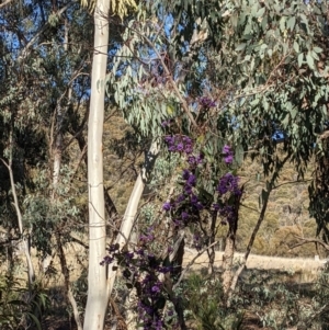 Hardenbergia violacea at Majura, ACT - 22 Aug 2021