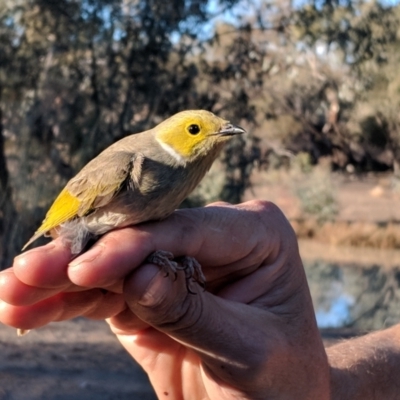 Ptilotula penicillata (White-plumed Honeyeater) at Gumbalie, NSW - 3 Jul 2018 by Darcy