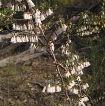 Leucopogon fletcheri subsp. brevisepalus (Twin Flower Beard-Heath) at Bruce Ridge to Gossan Hill - 21 Aug 2021 by pinnaCLE