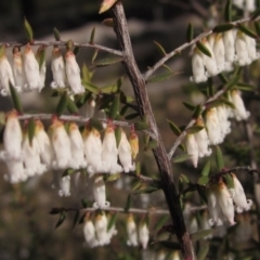 Leucopogon fletcheri subsp. brevisepalus at Bruce, ACT - 21 Aug 2021