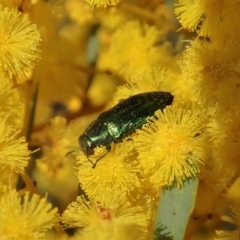 Melobasis obscurella (Obscurella jewel beetle) at Downer, ACT - 22 Aug 2021 by CathB