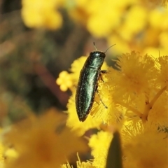 Melobasis obscurella at Downer, ACT - 22 Aug 2021