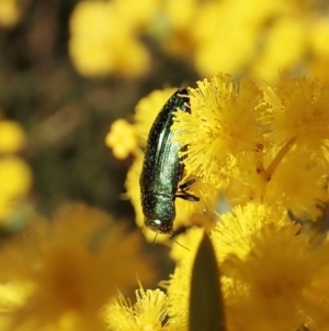 Melobasis obscurella at Downer, ACT - 22 Aug 2021