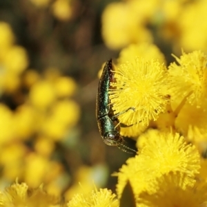 Melobasis obscurella at Downer, ACT - 22 Aug 2021