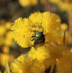 Melobasis obscurella at Downer, ACT - 22 Aug 2021