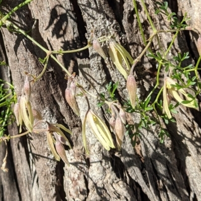 Clematis leptophylla (Small-leaf Clematis, Old Man's Beard) at Watson, ACT - 22 Aug 2021 by abread111