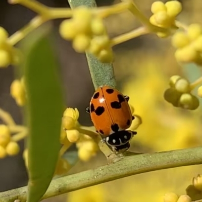 Hippodamia variegata (Spotted Amber Ladybird) at Murrumbateman, NSW - 22 Aug 2021 by SimoneC