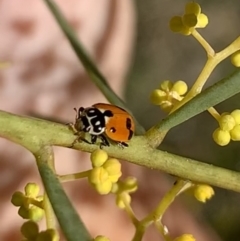 Hippodamia variegata at Murrumbateman, NSW - 22 Aug 2021