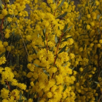 Acacia buxifolia subsp. buxifolia (Box-leaf Wattle) at Gossan Hill - 21 Aug 2021 by pinnaCLE