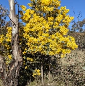 Acacia baileyana at Majura, ACT - 22 Aug 2021 03:03 PM