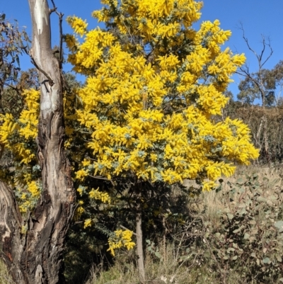 Acacia baileyana (Cootamundra Wattle, Golden Mimosa) at Majura, ACT - 22 Aug 2021 by abread111