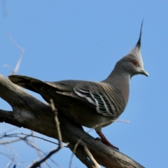 Ocyphaps lophotes (Crested Pigeon) at Table Top, NSW - 22 Aug 2021 by PaulF