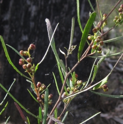 Dodonaea viscosa subsp. angustissima (Hop Bush) at Bruce, ACT - 21 Aug 2021 by pinnaCLE