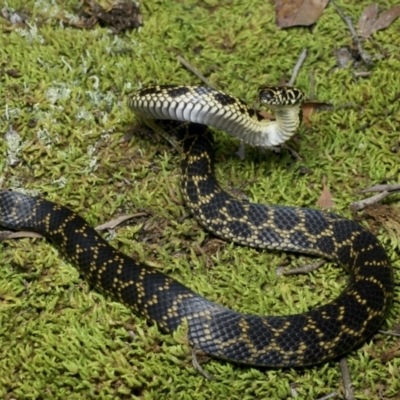 Hoplocephalus bungaroides (Broad-headed Snake) at Twelve Mile Peg, NSW - 13 Jul 2021 by BrianHerps