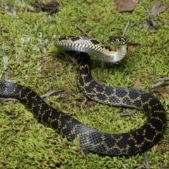Hoplocephalus bungaroides (Broad-headed Snake) at Twelve Mile Peg, NSW - 13 Jul 2021 by BrianHerps