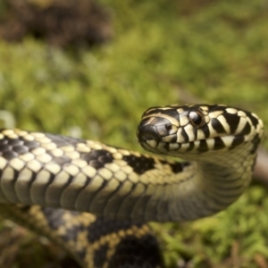 Hoplocephalus bungaroides at Twelve Mile Peg, NSW - suppressed
