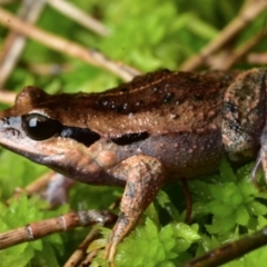 Paracrinia haswelli (Haswell's Frog) at Jervis Bay, JBT - 22 Aug 2021 by BrianHerps