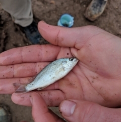 Leiopotherapon unicolor (Spangled Perch) at Tibooburra, NSW - 26 Jun 2018 by Darcy